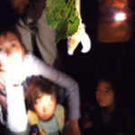 セミの羽化観察